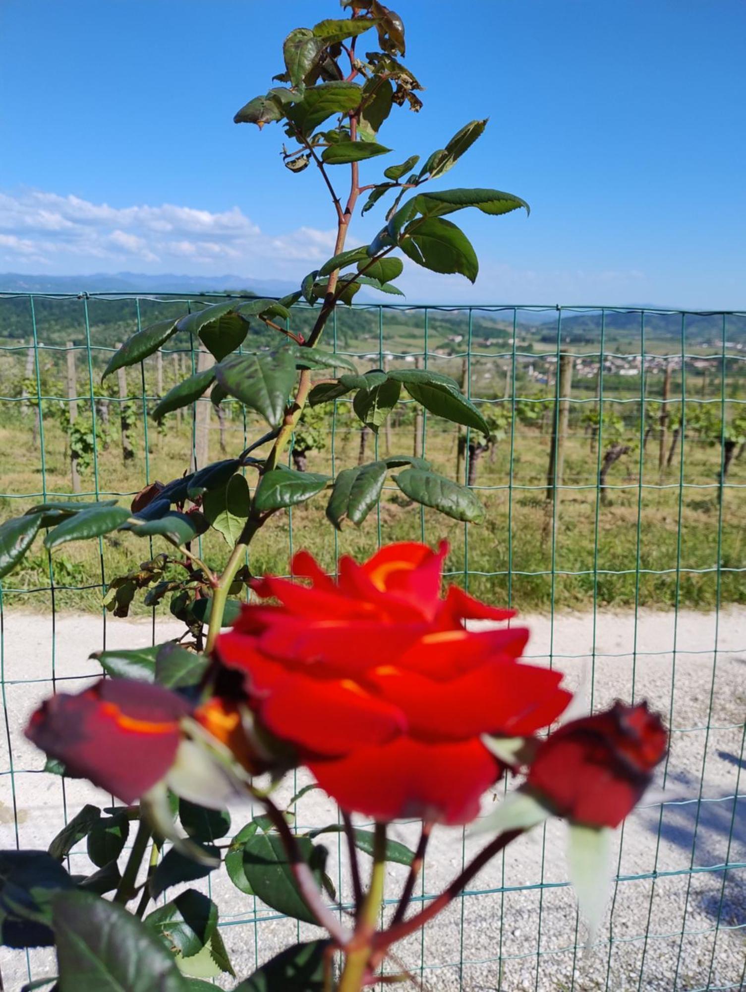 Le Badie Wine Resort Rosazzo Extérieur photo